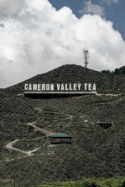 A worker hand-plucking tea leaves on a steep terrace at a Cameron Highlands plantation