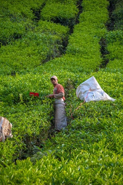 Boh Tea Plantation processing